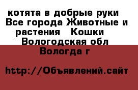 котята в добрые руки - Все города Животные и растения » Кошки   . Вологодская обл.,Вологда г.